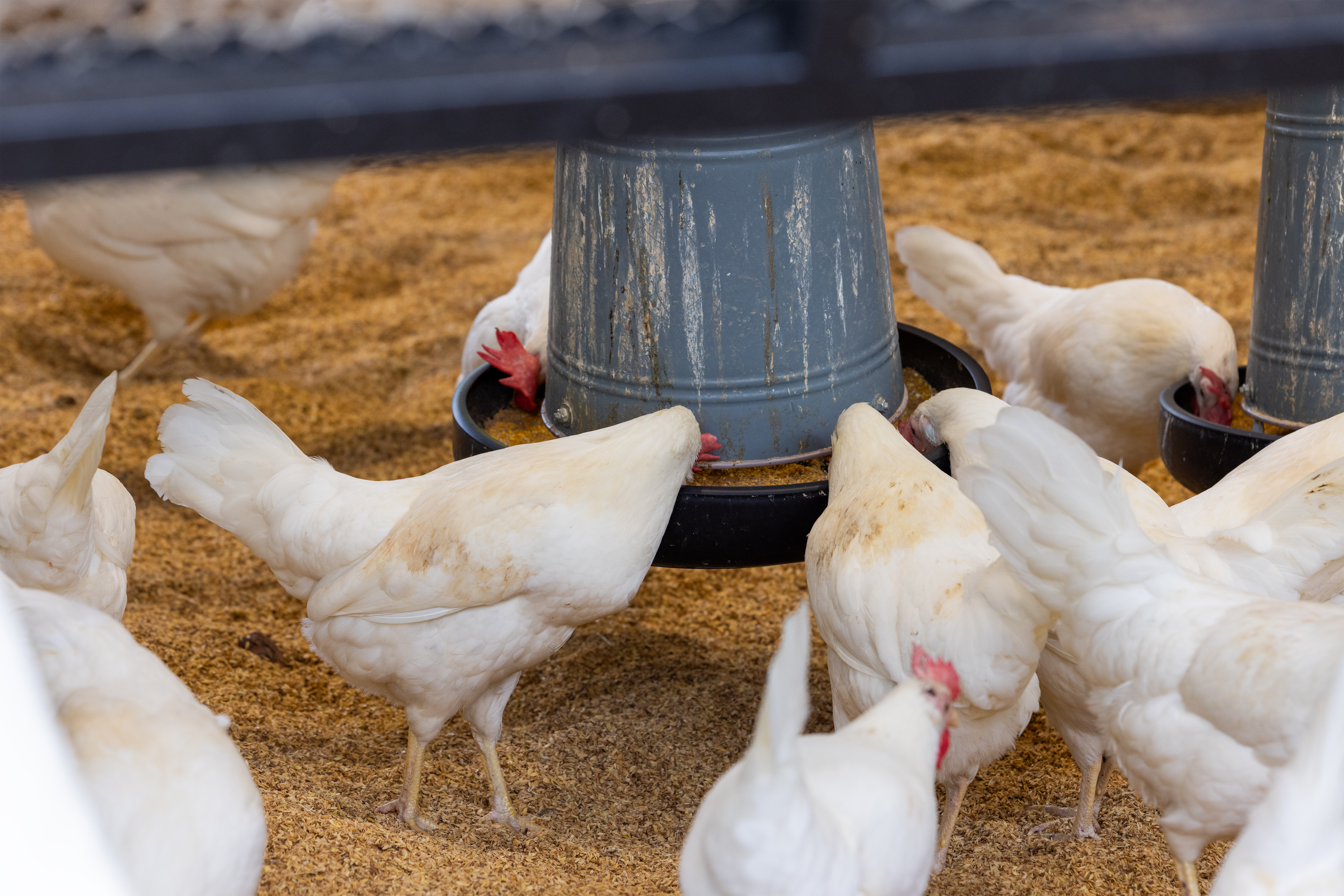 Poultry Feeding